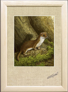 Image of Tiny Hunter, the Weasel, Hall Farm, St. Columb Major, Cornwall